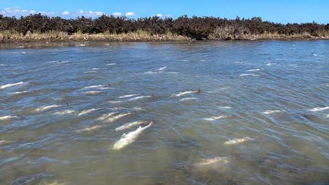 Red fish killed by freezing temperatures in February float in Pringle Lake on the west side of Matagorda Island in Texas. The state's Parks & Wildlife Department said the historic freeze killed 3.8 million fish. (Texas Parks & Wildlife Department)