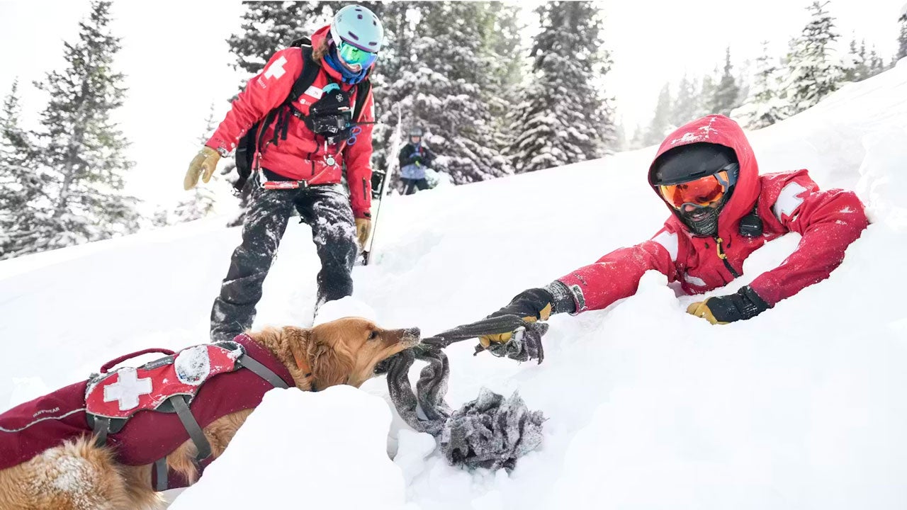 An avalanche rescue dog tugs on a ski patrol member during avalanche training at Copper Mountain in Colorado. (Aaron Ontiveroz/MediaNews Group/The Denver Post via Getty Images)