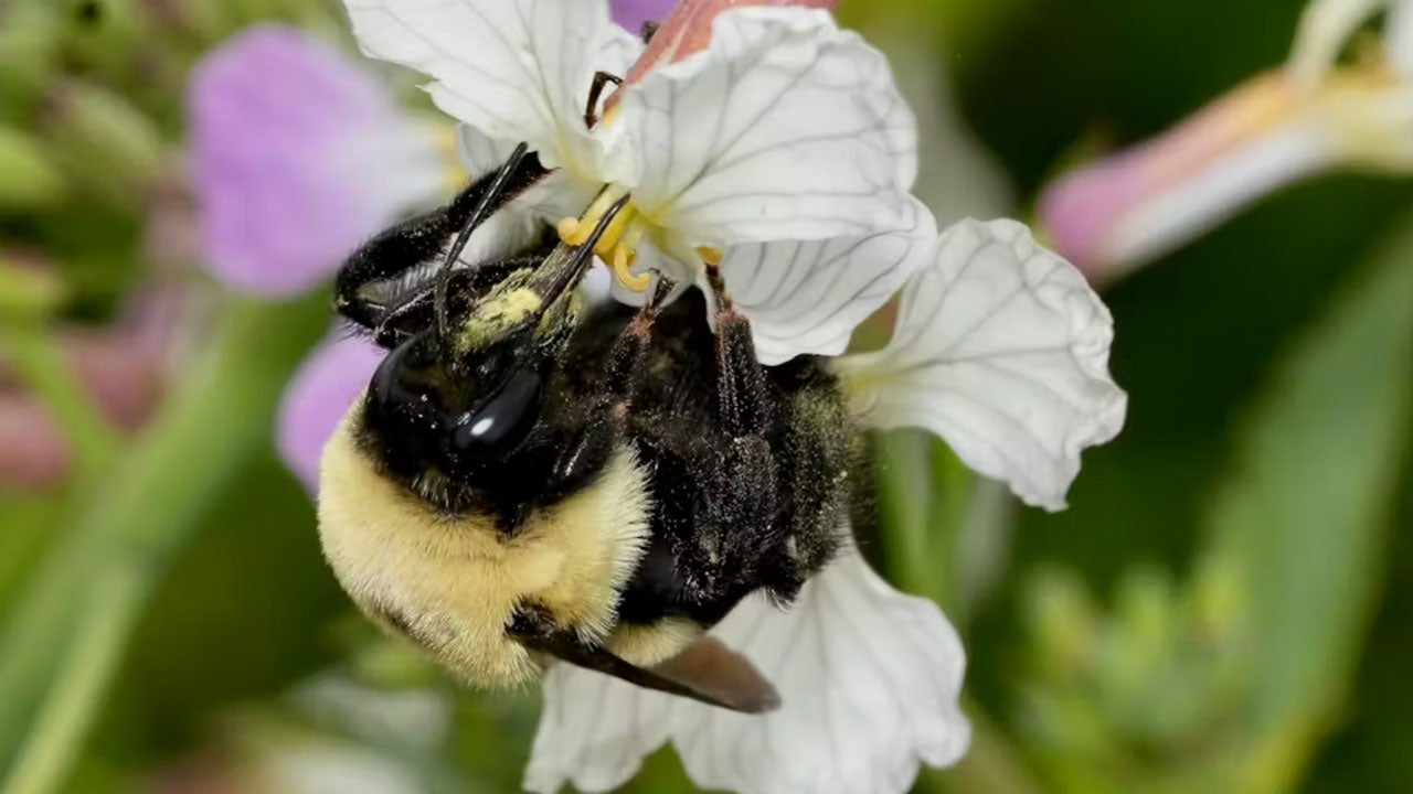 Bumble bees transport pollen on their legs as they move from flower to flower, bringing some of it home while pollinating plants in the process. (Andony Melathopoulos)