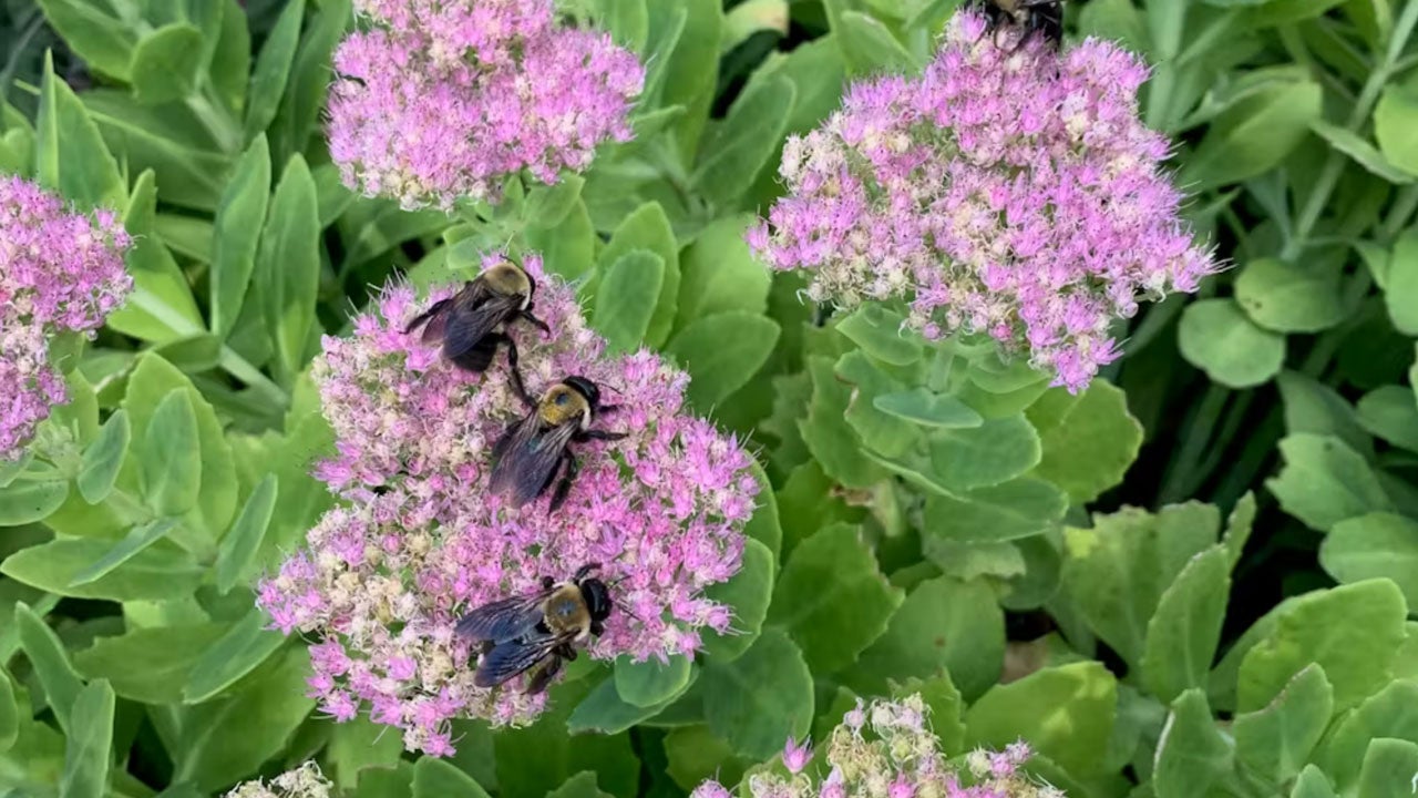 Planting wildflower gardens in your yard can help many kinds of pollinators, including bees. (Clare Rittschof)