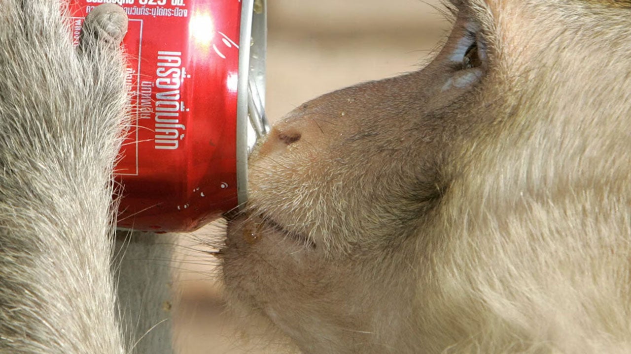 A monkey swipes a soda in Thailand. (Saeed Khan/AFP via Getty Images)
