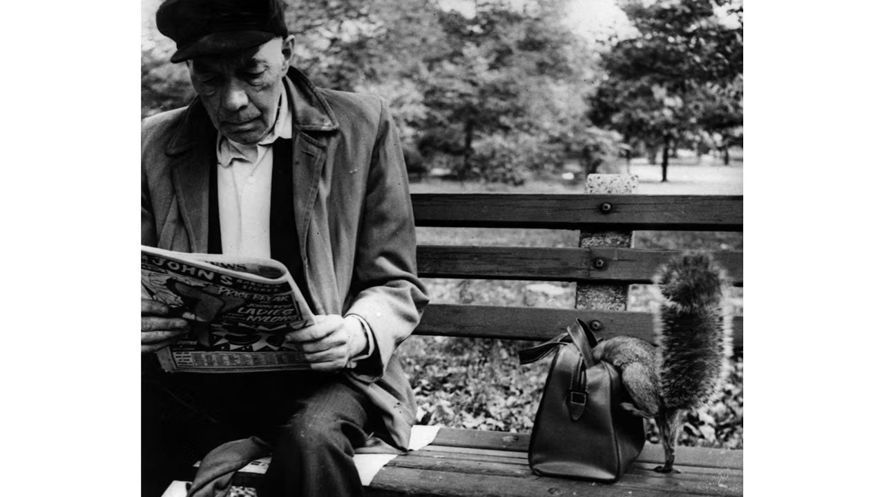 Squirrels in New York&rsquo;s Central Park have no qualms about rifling through your belongings and stealing your food. (Keystone/Getty Images)