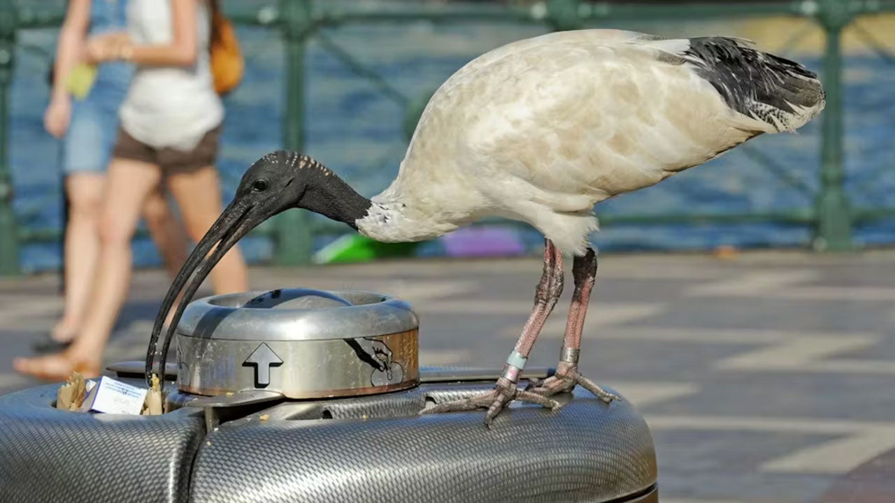 An ibis picks through a trash bin in Sydney. (Greg Wood/AFP via Getty Images)