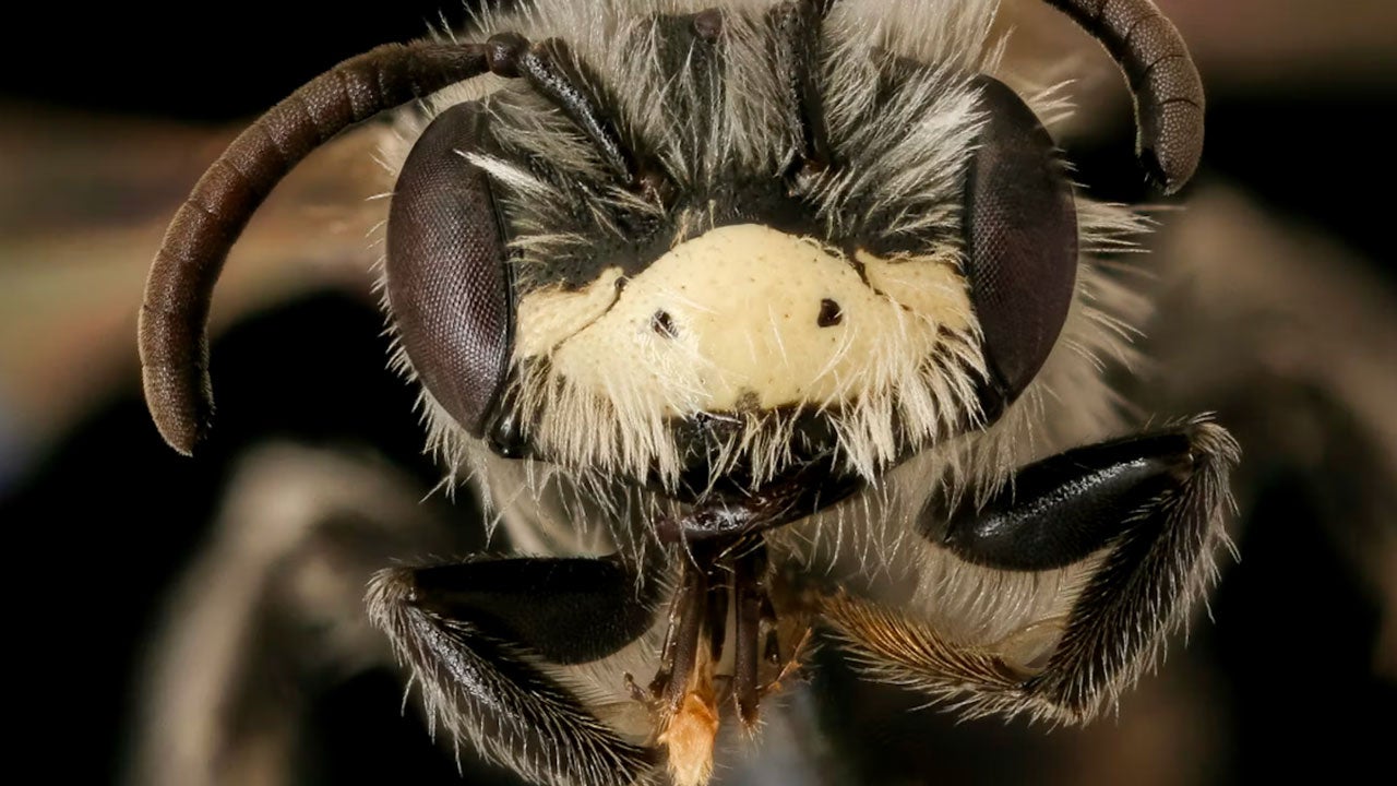 This wild ground bee, Andrena nothoscordi, is typically found in the U.S. Midwest and Southeast and loves false garlic flowers. (Sam Droege/USGS Bee Lab via Flickr)