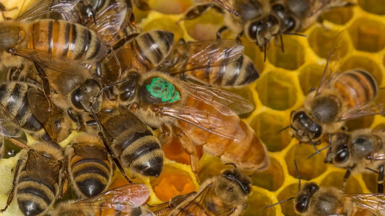 The queen bee is marked with nontoxic green paint to make her easy to find when examining the health of this Apis mellifera European honey bee hive in Maryland. (David Illig via Flickr, CC BY-NC-SA)