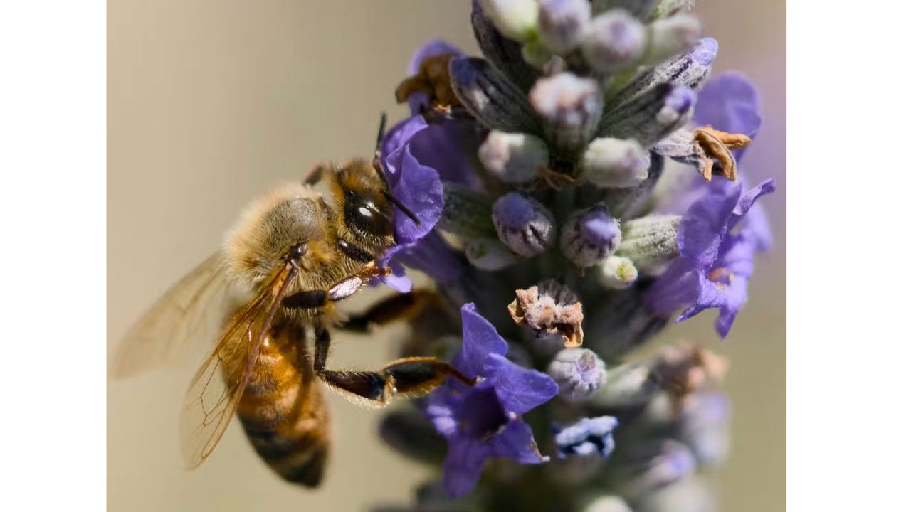 Bee populations face several threats, including pesticides and losing habitat to urbanization and agriculture. (Andony Melathopoulos)