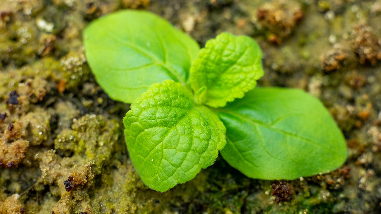 От средневековья до наших дней. Самые длительные эксперименты в истории человечества