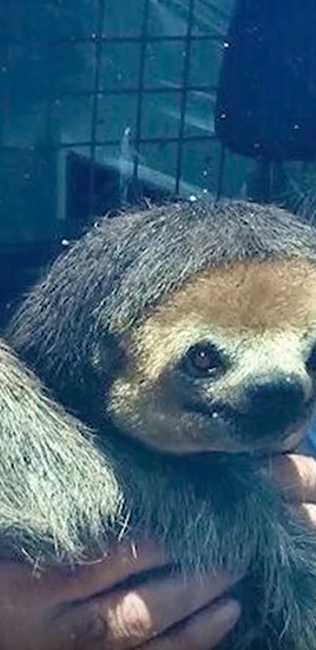 Sloth Astronaut This Adorable Sloth Briefly Stole The Spotlight During