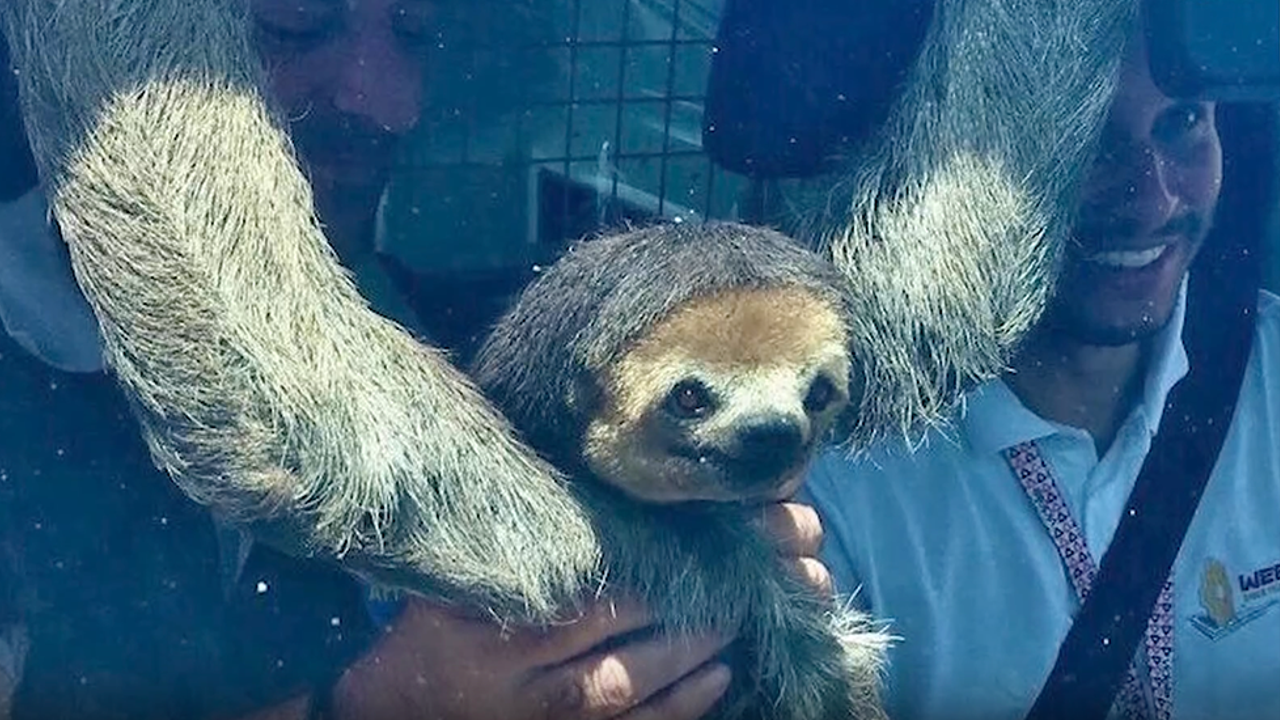 Nasa Sloth