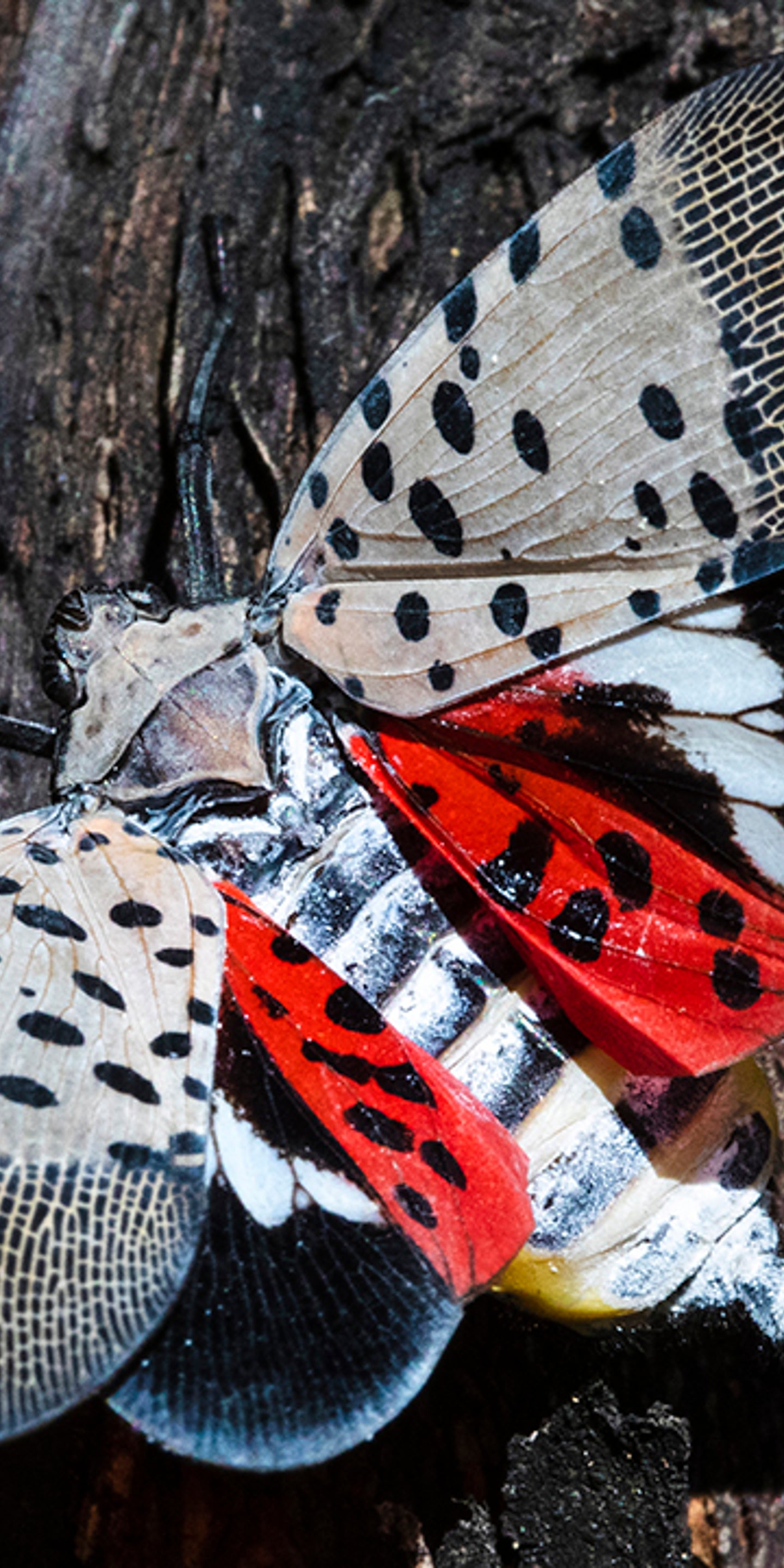 Spotted Lanternfly A Sticky Nuisance And A Billion Dollar Plus Threat In Pennsylvania New Jersey Delaware And Virginia The Weather Channel Articles From The Weather Channel Weather Com
