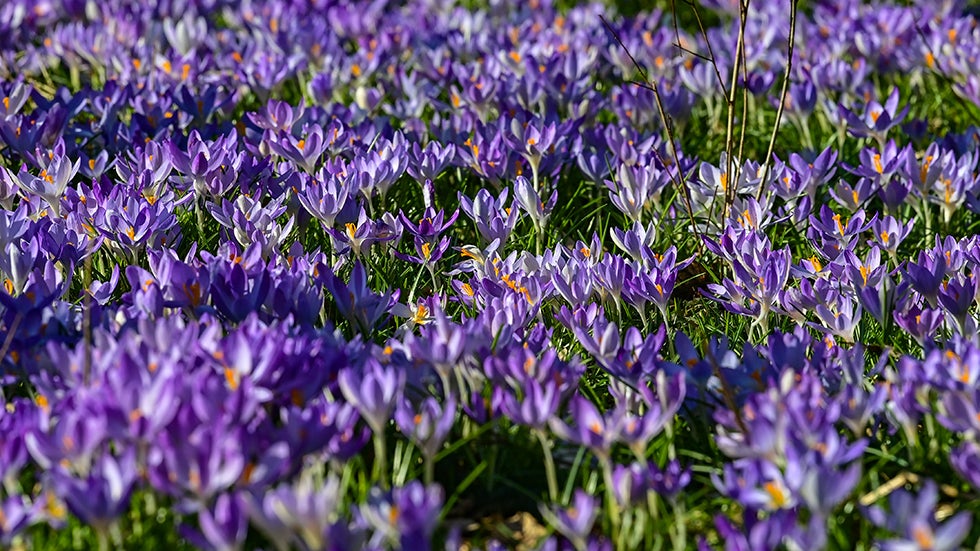 Countless crocuses bloom in a forest on March 2, 2022, in Brandenburg, Germany. (Photo by Patrick Pleul/picture alliance via Getty Images)