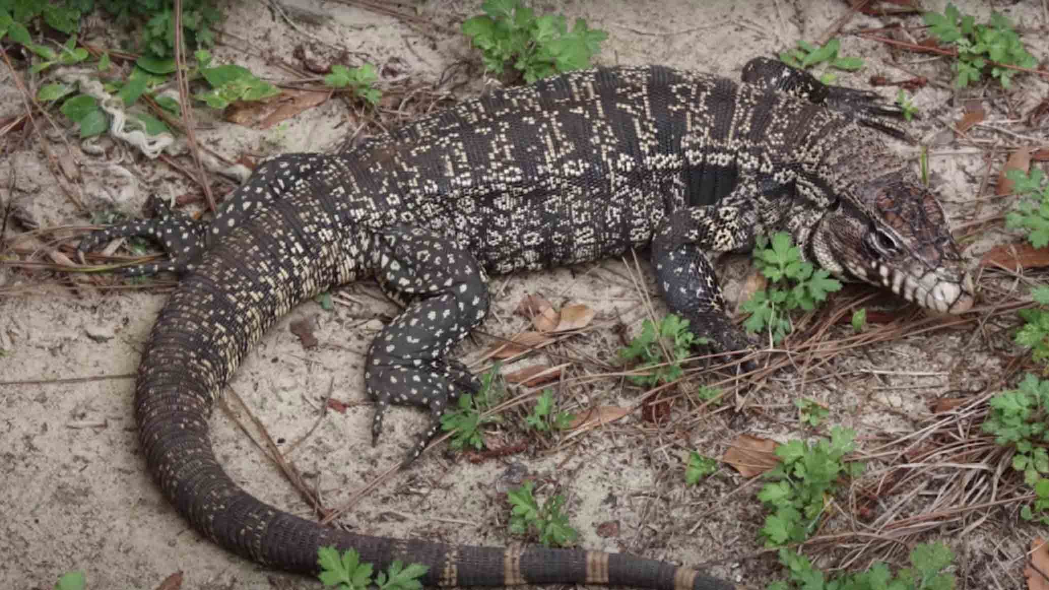 Giant Lizards Have Invaded Two Counties The Weather Channel