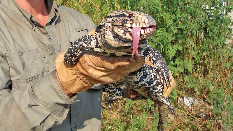 Giant Lizards Have Invaded Two Georgia Counties | The Weather Channel