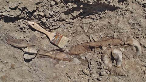 This fossilized upper foot of a Teratophoneus was discovered in the Rainbows and Unicorns Quarry on Grand Staircase-Escalante National Monument. (U.S. Bureau of Land Management photo courtesy of Dr. Alan Titus)