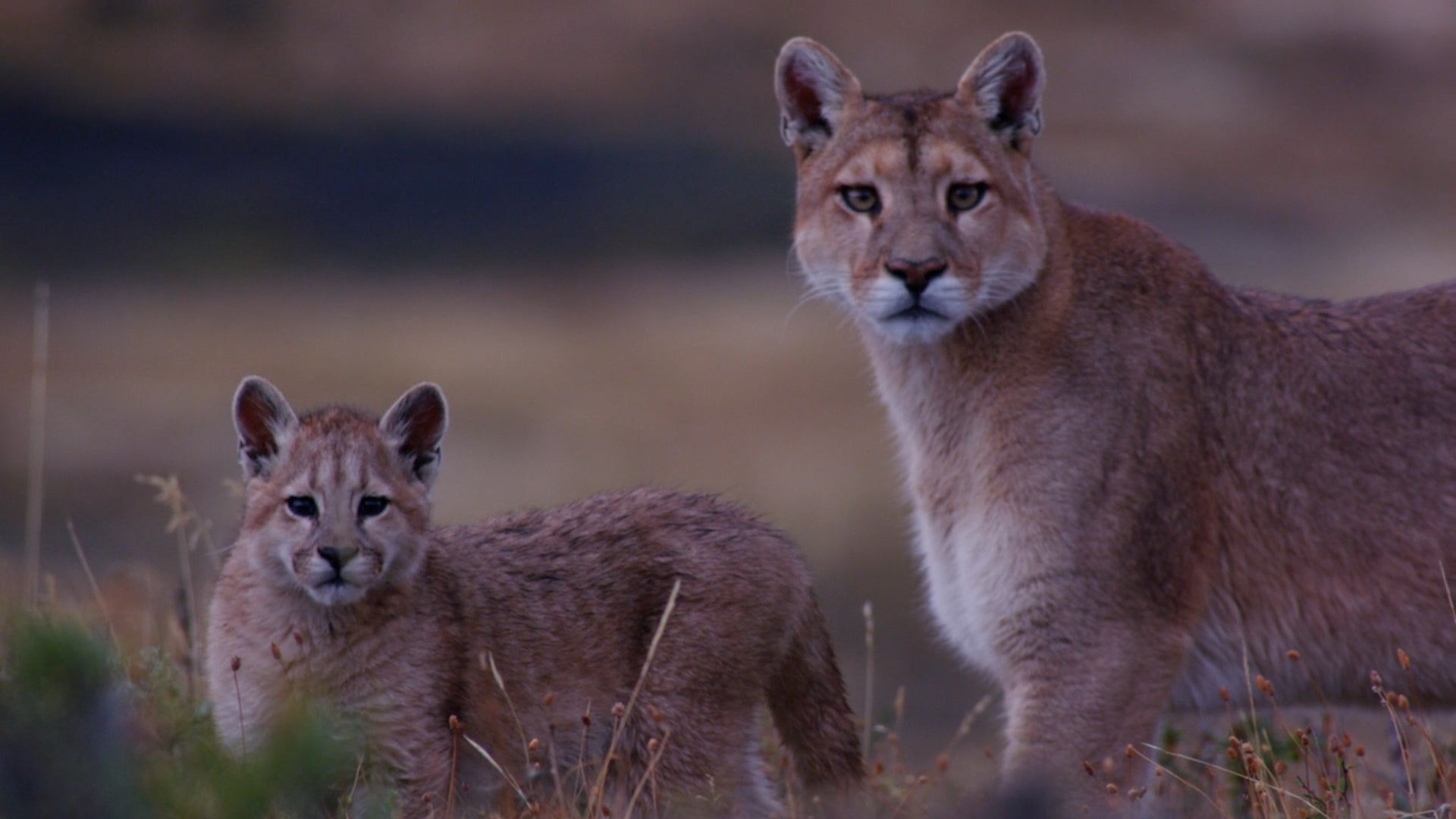 How Animals React To Humans, Respond To COVID-19 Lockdowns – Videos from CBS26