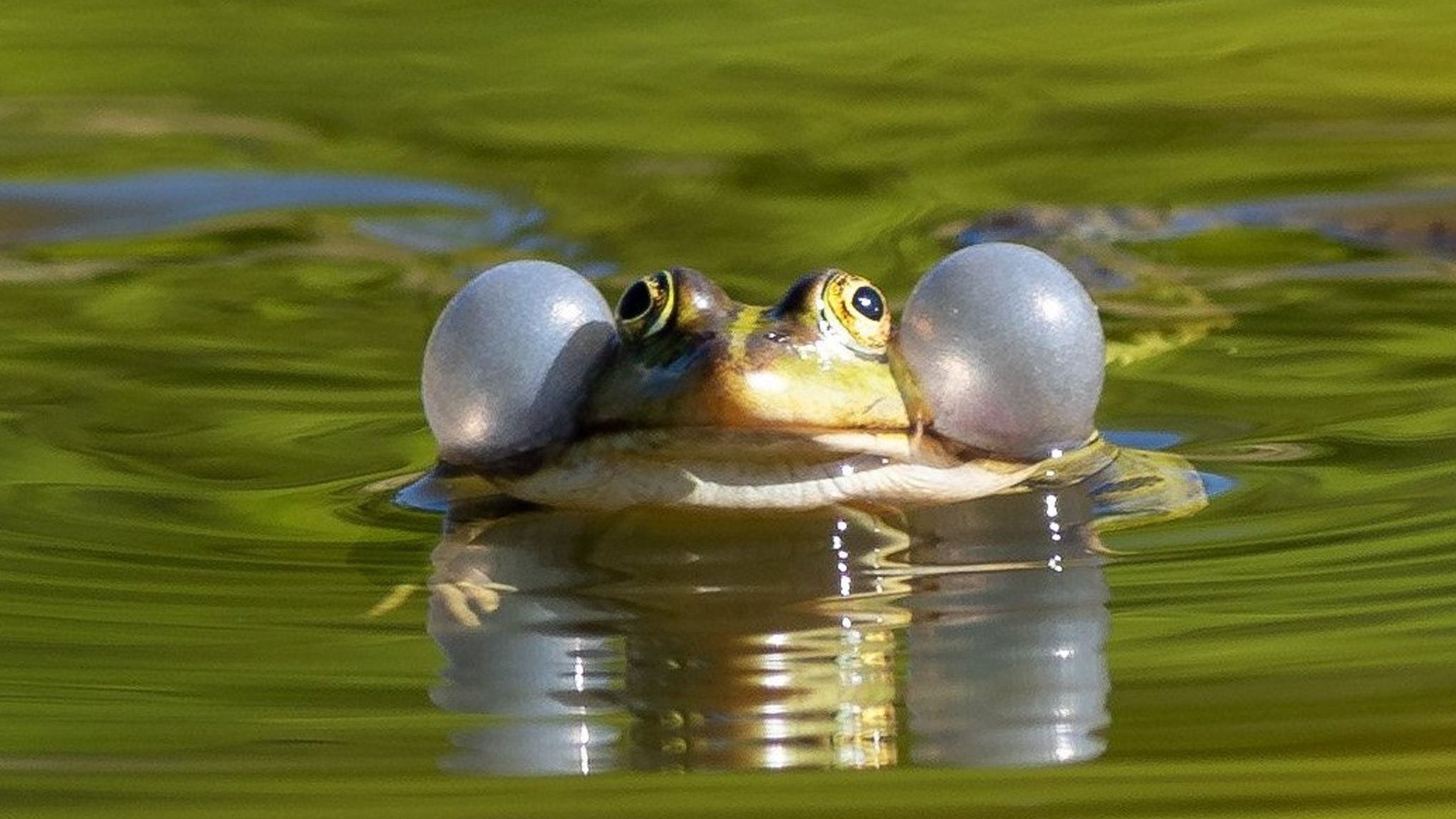 Auch f&uuml;r Wasserfr&ouml;sche sollen k&uuml;nftig Handelsbeschr&auml;nkungen gelten. (Archivbild) (Soeren Stache/dpa-Zentralbild/dpa)