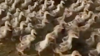 Malibu Ca 90265 10 Day Weather Forecast The Channel Duck Herder Guides 6 000 Ducklings To Find Food