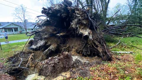 A man walks past a tree, uprooted by an apparent tornado, on Tuesday, April 5, 2022, off of Ford Avenue in Newton, Mississippi. It fell onto a house and damaged it as the storm rolled through. (Brent Maze/ The Newton County Appeal via AP)