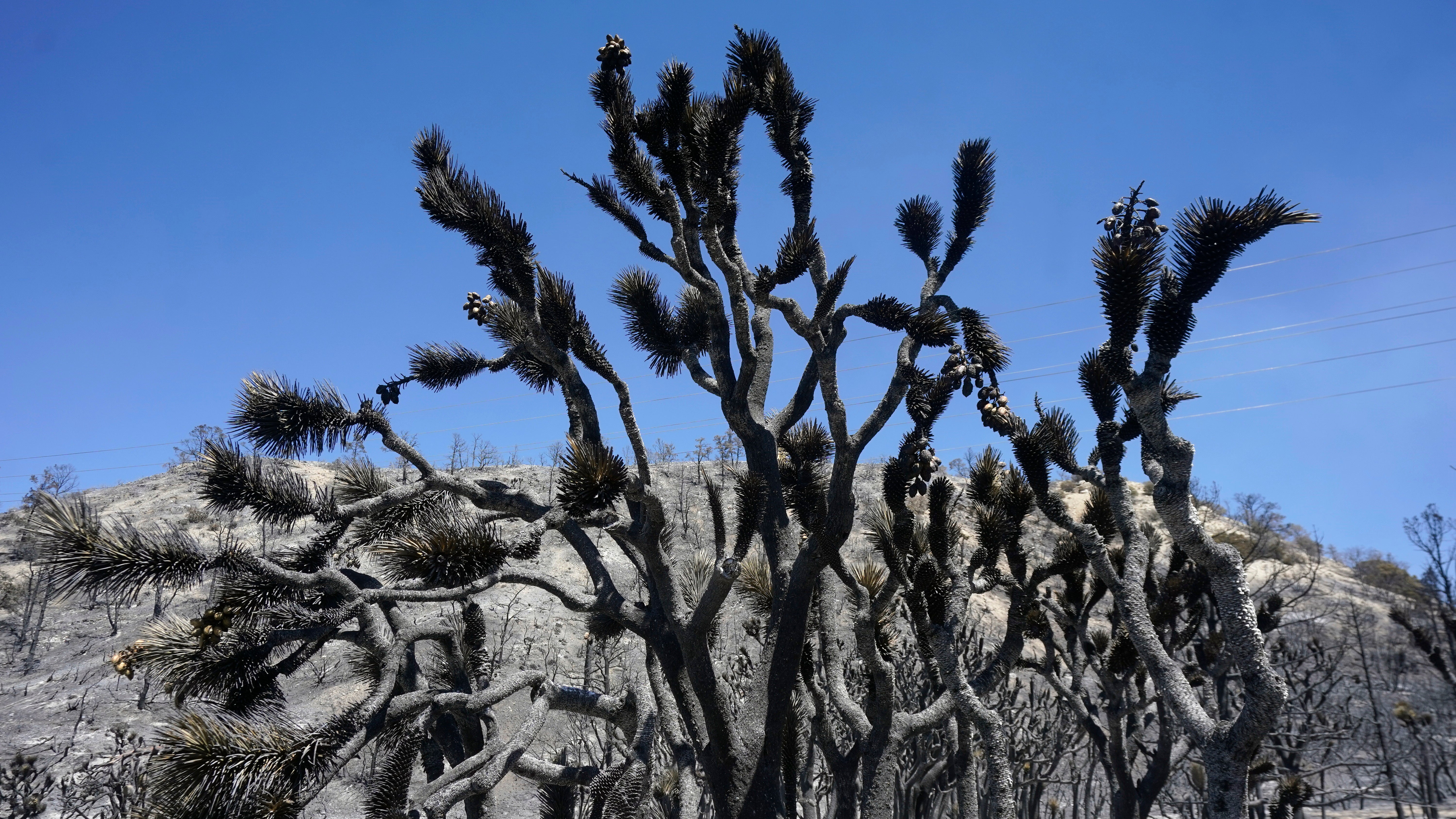 A Joshua tree is burned after the Sheep fire swept through, Monday, June 13, 2022, in Wrightwood, Calif. (AP Photo/Marcio Jose Sanchez)