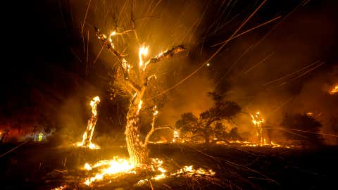 Wind whips embers from burning trees during a wildfire Tuesday, Sept. 6, 2022, near Hemet, Calif. (AP Photo/Ringo HW Chiu)