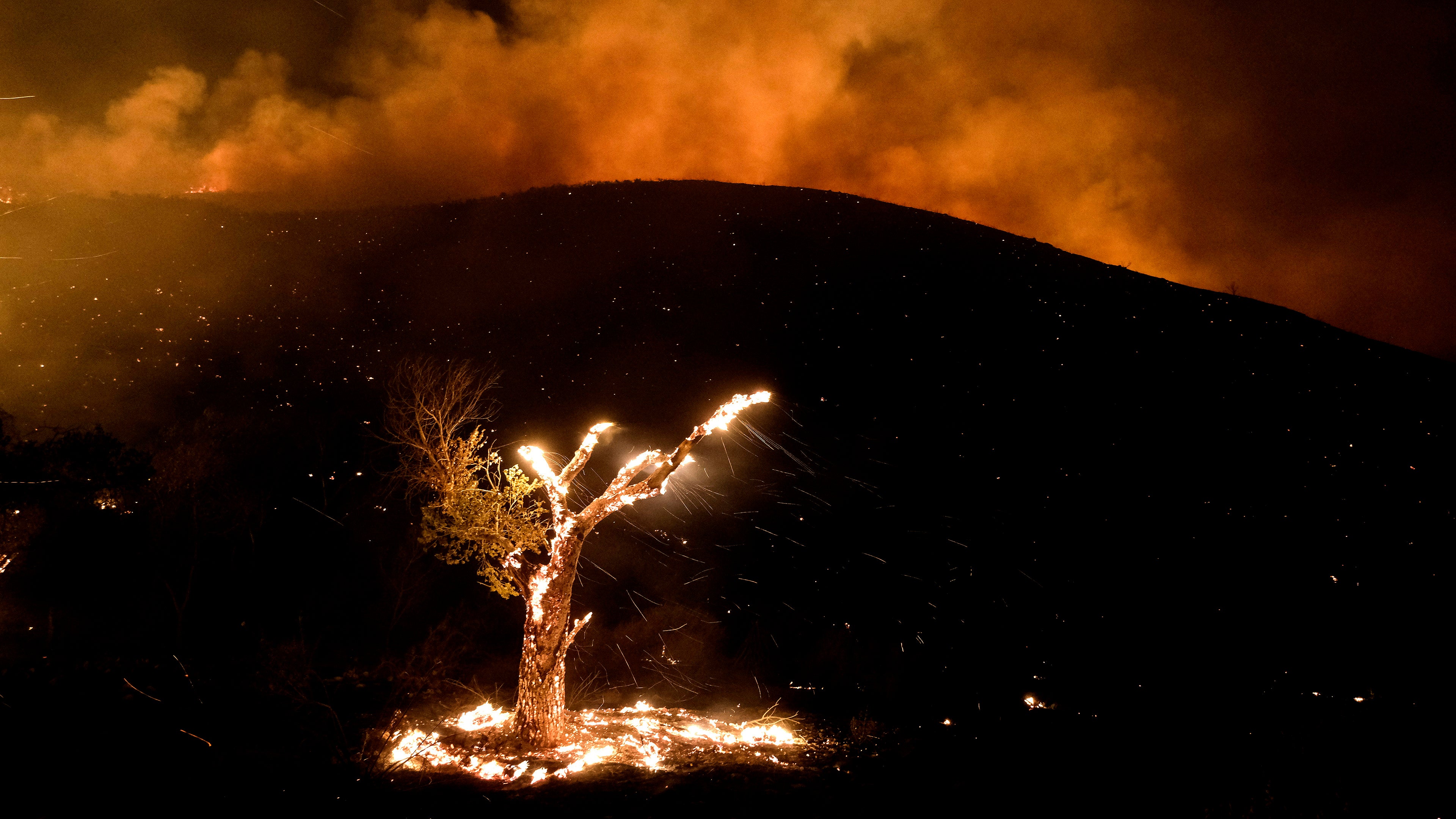 Wind whips embers from a burning tree during a wildfire Tuesday, Sept. 6, 2022, near Hemet, Calif. (AP Photo/Ringo H.W. Chiu)
