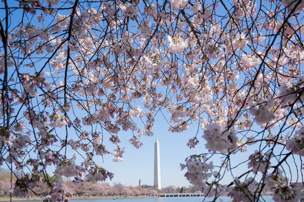 The Washington Monument is framed by cherry blossom branches that have begun to bloom, Monday, March 20, 2023, along the tidal basin in Washington. (AP Photo/Jacquelyn Martin)