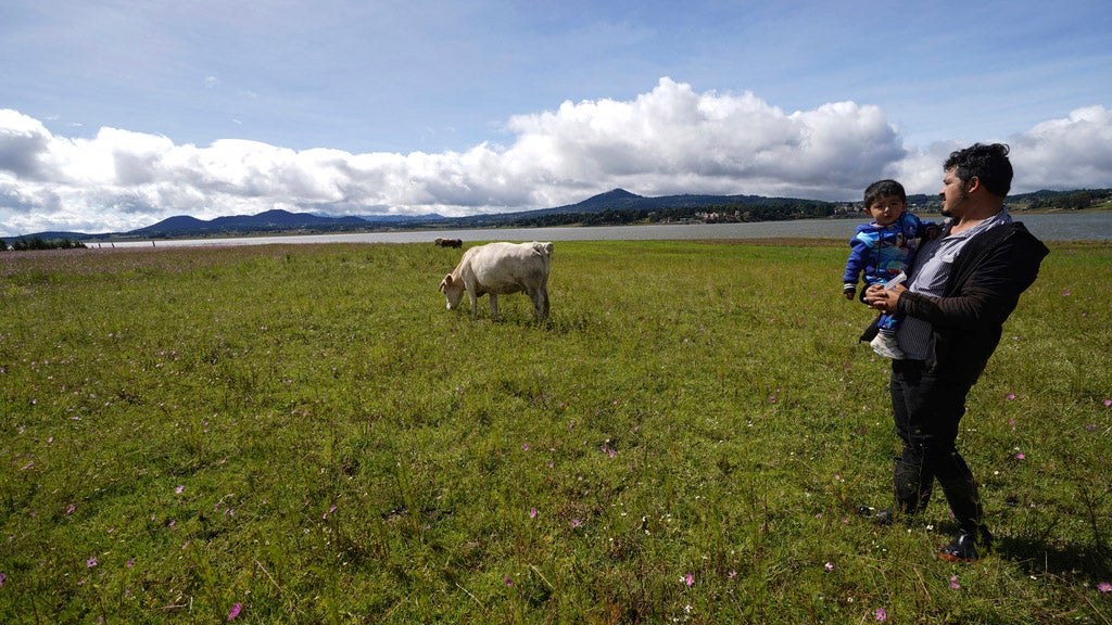 Gabriel Bejarano and his son Leo stand on his grandfather's farm on the banks of the Villa Victoria reservoir in the State of Mexico, Tuesday, Oct. 10, 2023. “I don’t know the exact level, but it’s the lowest in recent years,” said the veterinarian, at least since he moved back onto his grandfather’s farm in 2013. (AP Photo/Marco Ugarte)