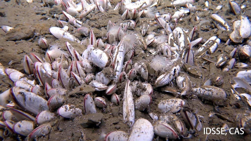 This undated image provided by the Institute of Deep-sea Science and Engineering, Chinese Academy of Sciences shows mollusks in an ocean trench. (Institute of Deep-sea Science and Engineering, Chinese Academy of Sciences via AP)