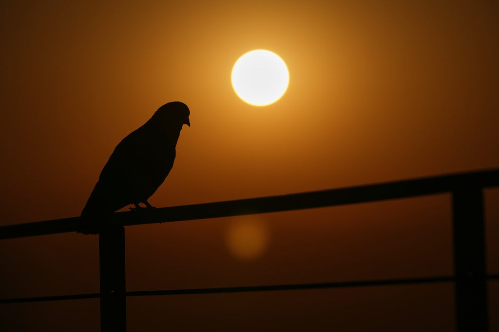 A bird perches on the top of a building at sunrise in Mexico City, Tuesday, Feb. 17, 2026. (AP Photo/Marco Ugarte)