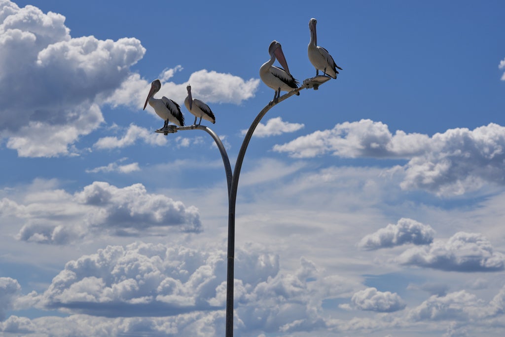 A pod of pelicans wait on a street lamp as fishermen clean their catch at Little Beach in Port Stephens, north of Sydney, Wednesday, Feb. 18, 2026. (AP Photo/Mark Baker)