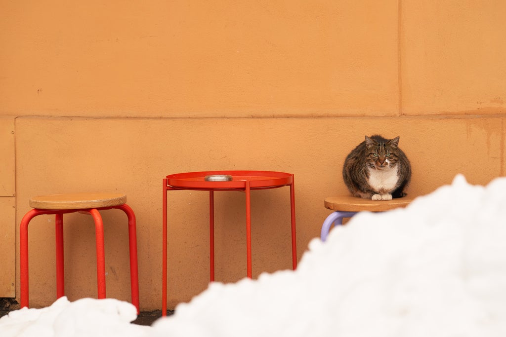 A cat sits on a chair outside a cafe after a blizzard in Bucharest, Romania, Wednesday, Feb. 18, 2026. (AP Photo/Vadim Ghirda)