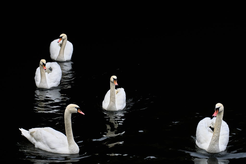 Swans swim in the Landwehr Canal in Berlin's Kreuzberg district, Germany, Wednesday, Feb. 18, 2026. (AP Photo/Ebrahim Noroozi)