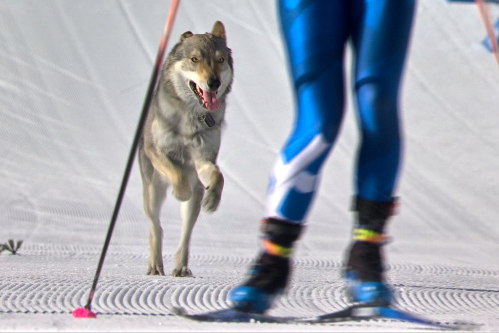 In this image taken from video provided by Olympic Broadcasting Services, OBS, a dog runs onto the track near the finish during the heats of the cross-country skiing women's team sprint free at the 2026 Winter Olympics, in Tesero, Italy, Wednesday, Feb. 18, 2026. (Olympic Broadcasting Services via AP)