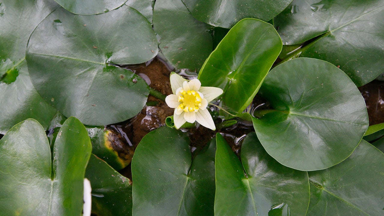 plants extinction scientists fifth say face weather