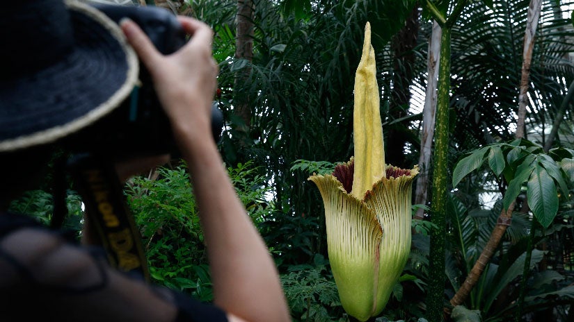 Several Of America s Corpse Flowers Are Mysteriously Blooming All At 