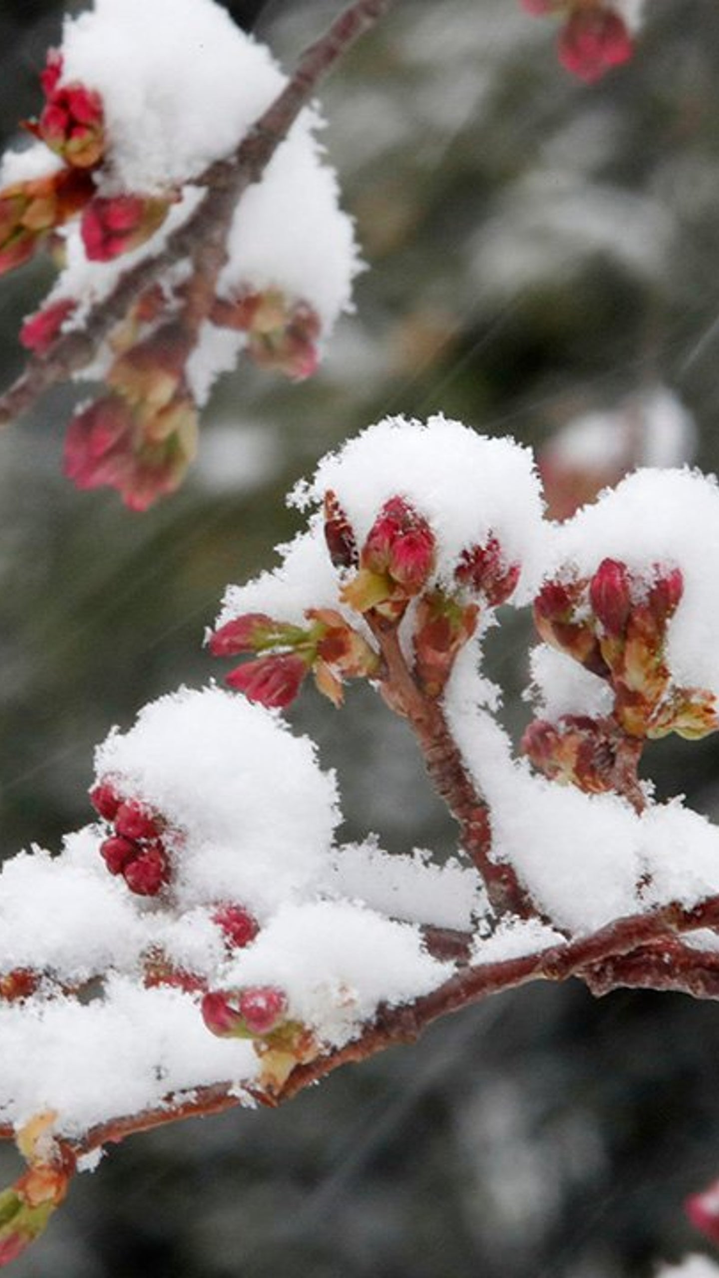 Think Spring Snow