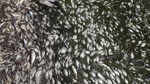 Dead fish float near a boat ramp in Bradenton Beach, Florida, on August 6, 2018. (AP Photo/Chris O'Meara)