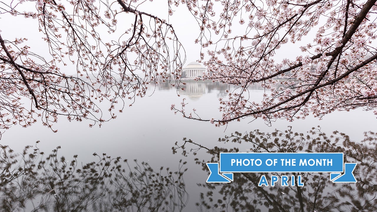 Photographer Captures D.C. Cherry Blossoms In Rare Fog The Weather