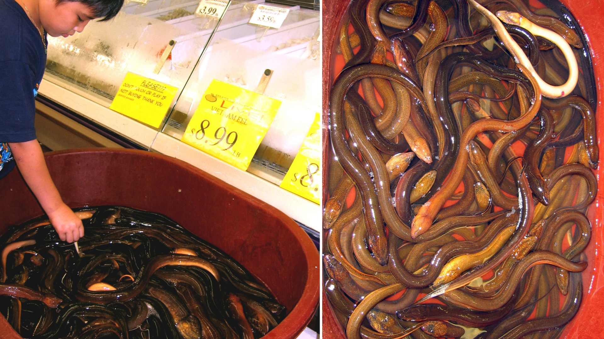 Florida Native Species Threatened By Invasive Eel