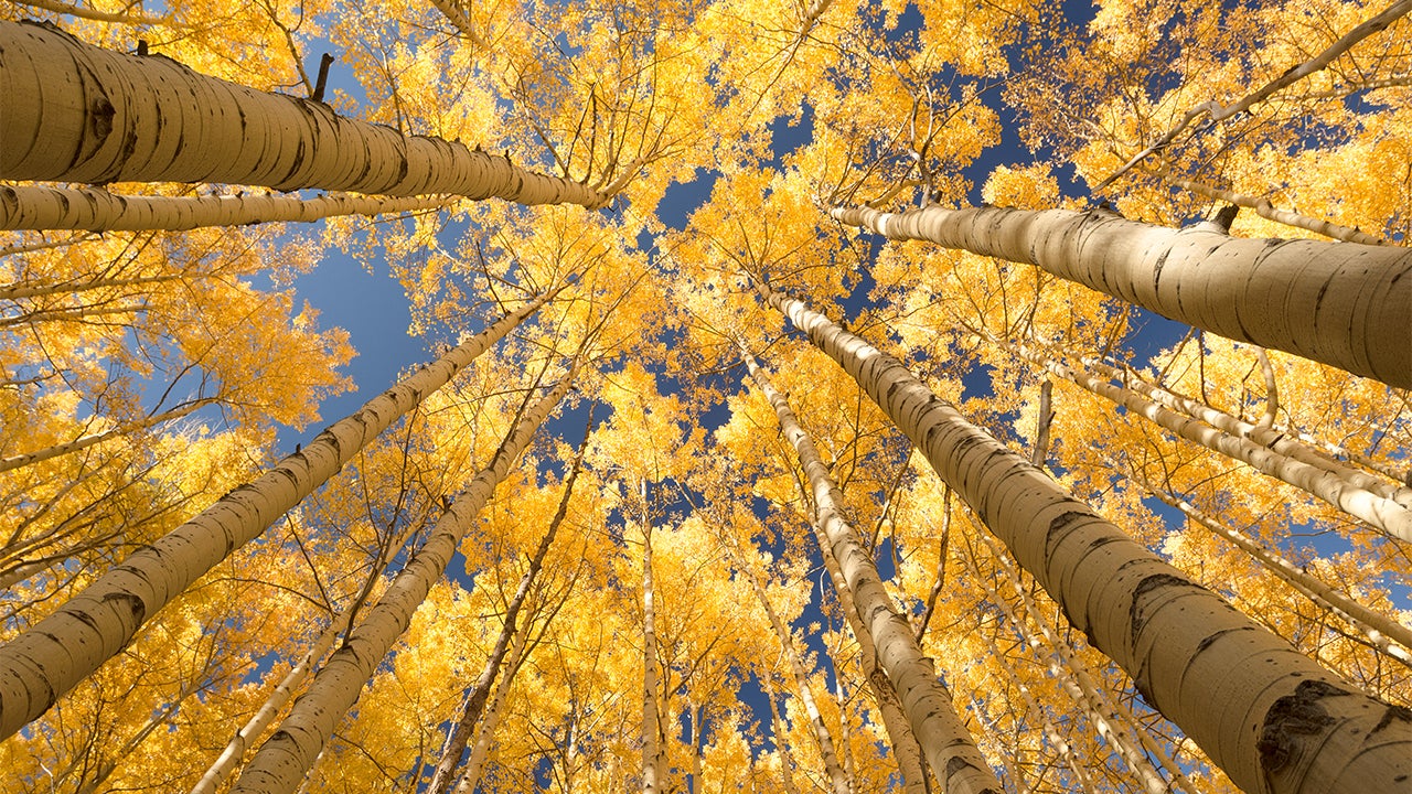 Utah's 'Trembling Giant' Aspen Colony Is Dying and Humans May Be