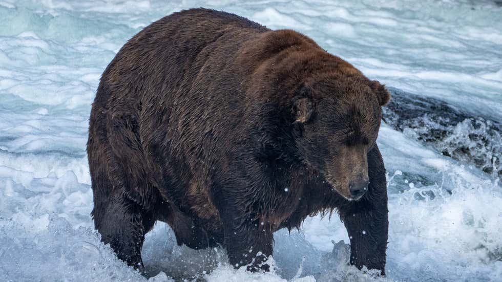 Asiatic black bear Animal Simulator Wiki Fandom