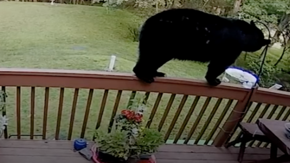 Thirsty Bear Drinks From Hummingbird Feeder The Weather Channel