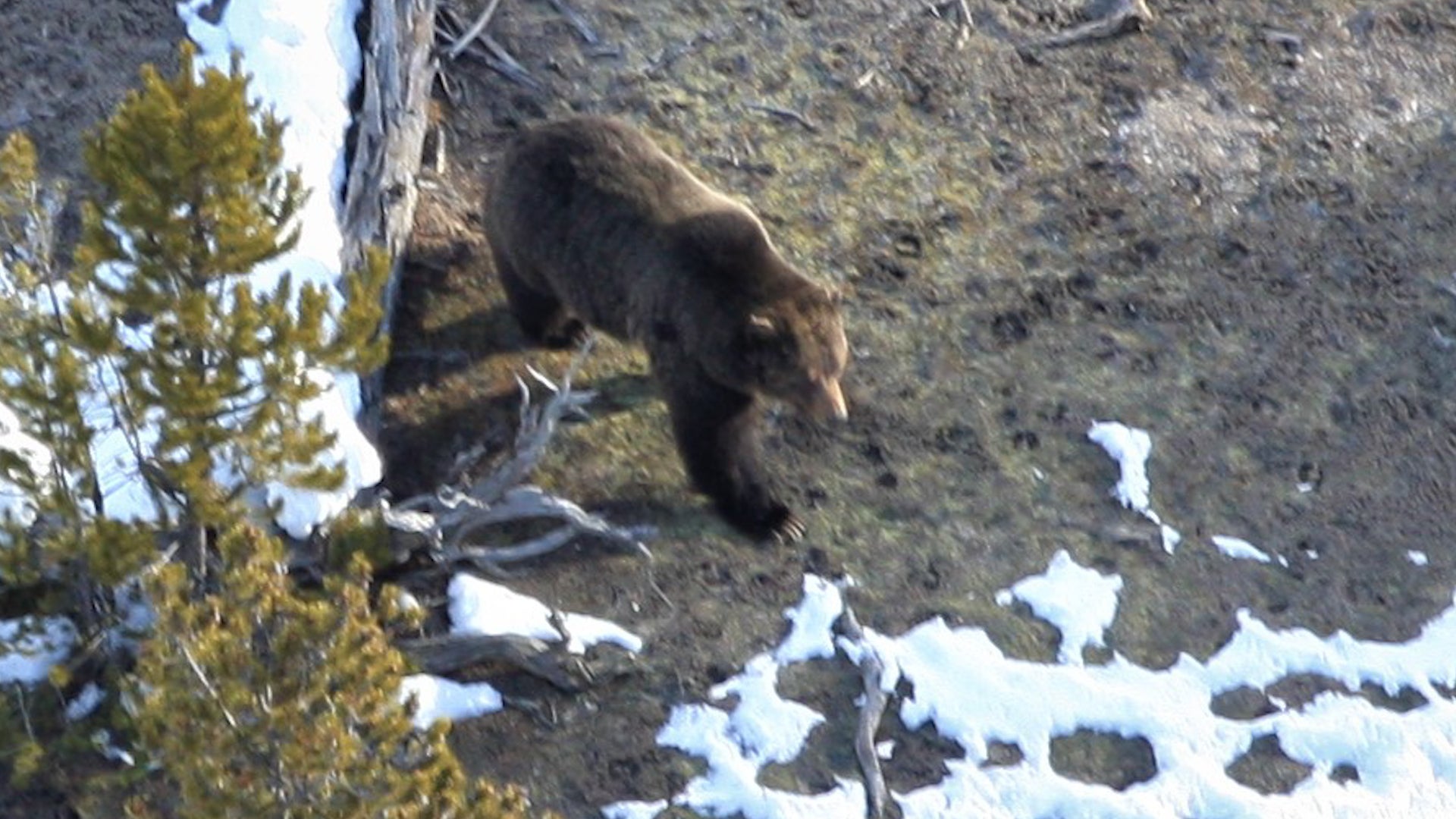 Grizzlies Are Waking Up at Yellowstone National Park Videos from The