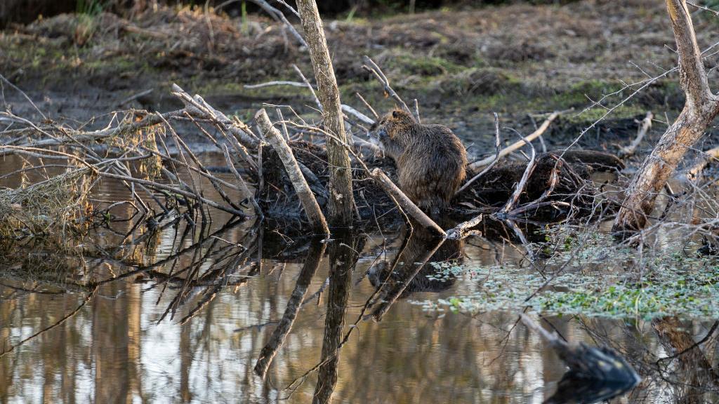 A beaver sits on a log in a ghost forest at the Pocosin Lakes National Wildlife Refuge in Columbia, NC on March 14, 2022. As sea level rises, salt water intrusion pollutes the fresh water trees rely upon. This poisons and slowly kills the trees, leaving behind forests of limbless stumps, often referred to as snags. (Photo by Carolyn Van Houten/The Washington Post via Getty Images)