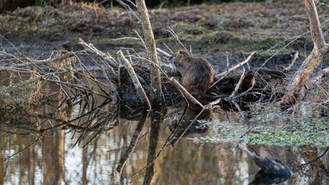 Beavers Might Be Better At Fighting Climate Change Than We Are, New Research Reveals 2 A beaver sits on a log in a ghost forest at the Pocosin Lakes National Wildlife Refuge in Columbia, NC on March 14, 2022. As sea level rises, salt water intrusion pollutes the fresh water trees rely upon. This poisons and slowly kills the trees, leaving behind forests of limbless stumps, often referred to as snags. (Photo by Carolyn Van Houten/The Washington Post via Getty Images)