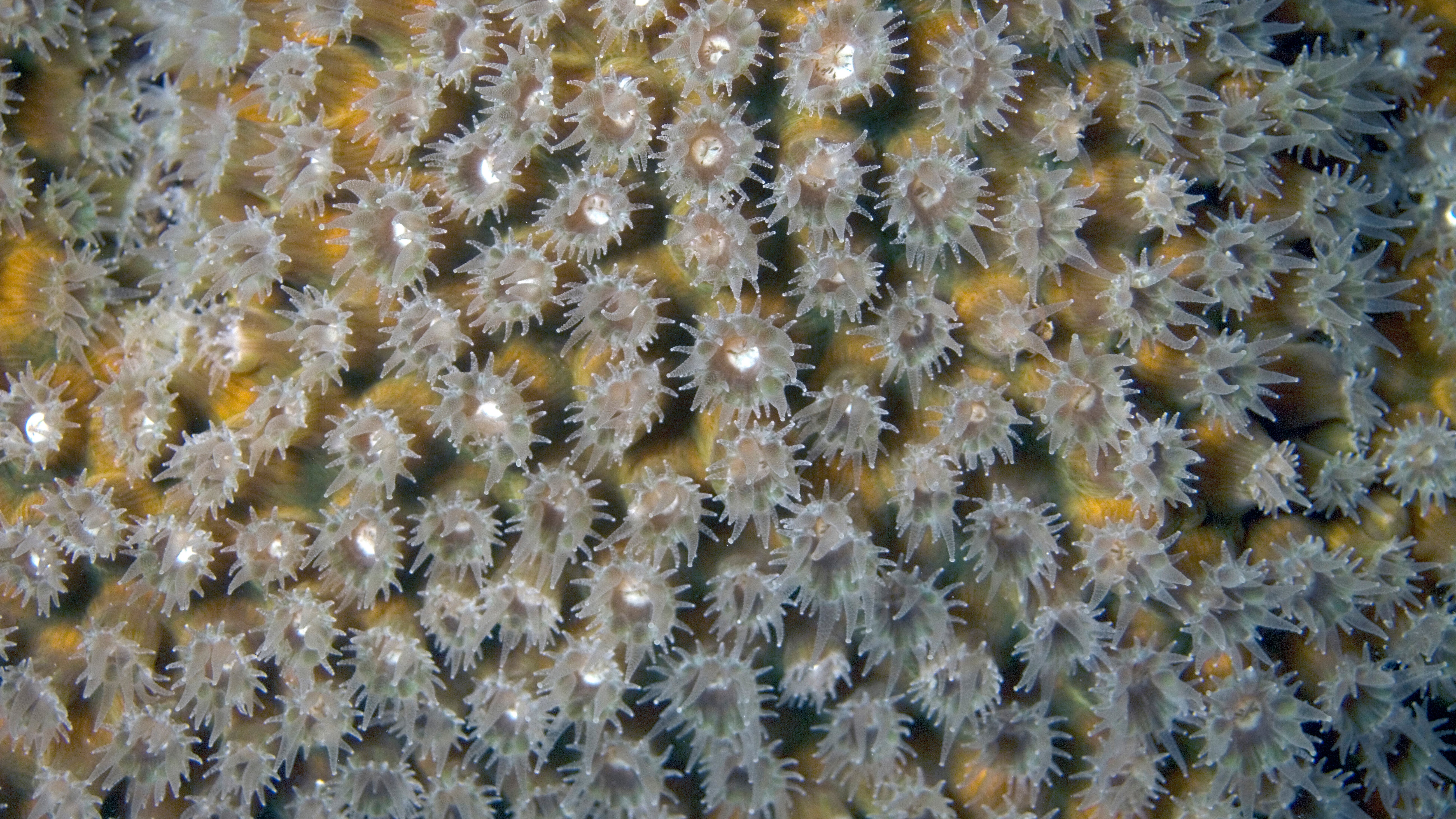A close-up of giant star coral with open polyps, Montastraea cavernosa, is seen in Bonaire. (Wild Horizons/Universal Images Group via Getty Images)