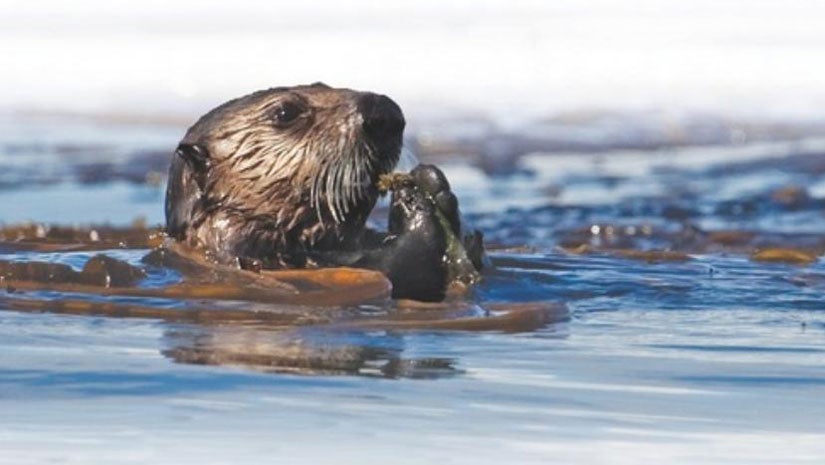 Almost Three Decades After Massive Exxon Valdez Oil Spill in Alaska