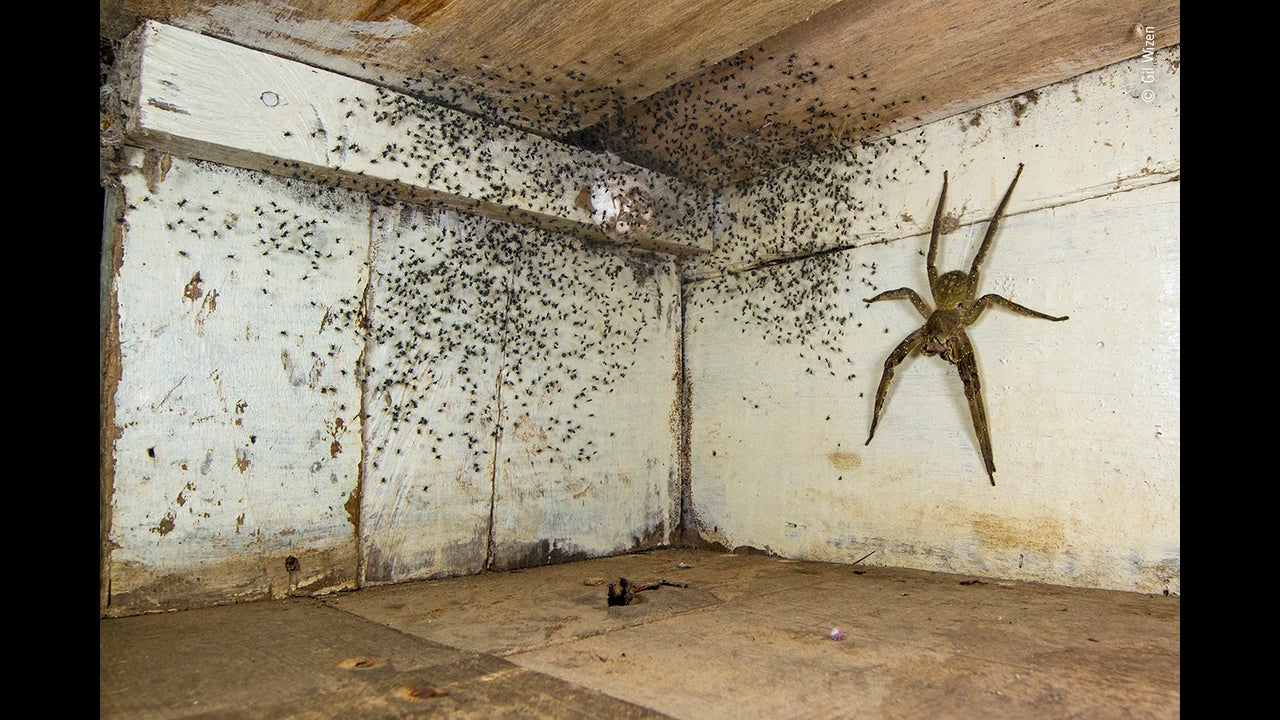 A Spider That Scared the World: Story of a Giant Spider's Viral ...
