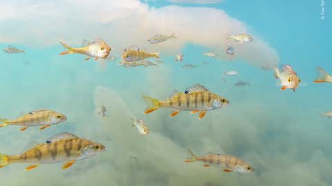 Fish swimming in sheets of cloud-like algae. (Tiina Törmänen/ Wildlife Photographer of the Year)