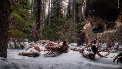 A Grizzly Bear investigates a bull elk carcass in Montana. I captured this intense moment with the help of a specialized remote camera.